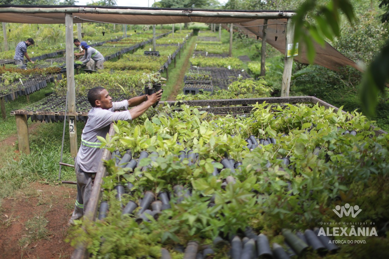 As mudas do Projeto Plante Água já estão em Alexânia